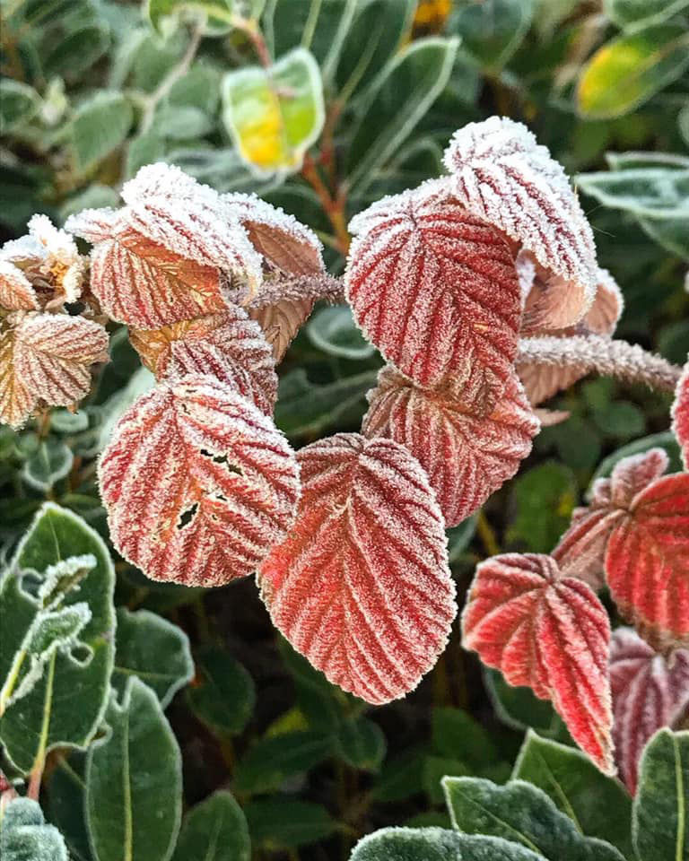 Jen Sepanski: Frost on prairie